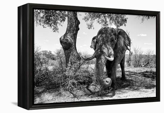 Awesome South Africa Collection B&W - Elephant I-Philippe Hugonnard-Framed Premier Image Canvas