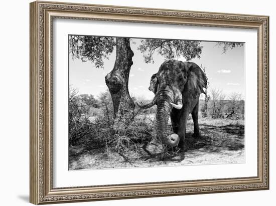 Awesome South Africa Collection B&W - Elephant I-Philippe Hugonnard-Framed Photographic Print