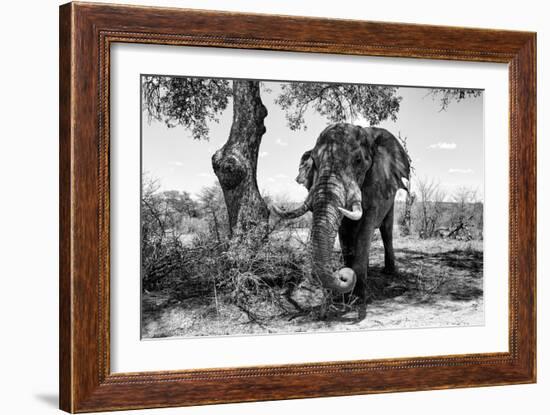 Awesome South Africa Collection B&W - Elephant I-Philippe Hugonnard-Framed Photographic Print