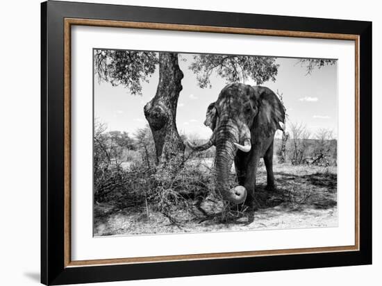 Awesome South Africa Collection B&W - Elephant I-Philippe Hugonnard-Framed Photographic Print