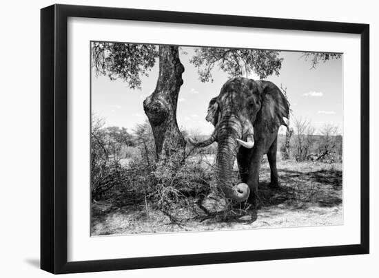 Awesome South Africa Collection B&W - Elephant I-Philippe Hugonnard-Framed Photographic Print