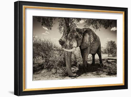 Awesome South Africa Collection B&W - Elephant IV-Philippe Hugonnard-Framed Photographic Print