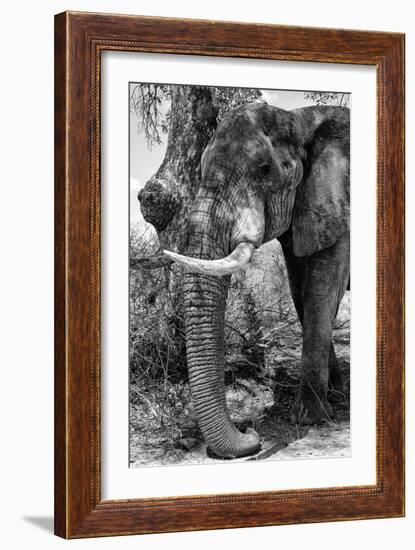 Awesome South Africa Collection B&W - Elephant Portrait I-Philippe Hugonnard-Framed Photographic Print