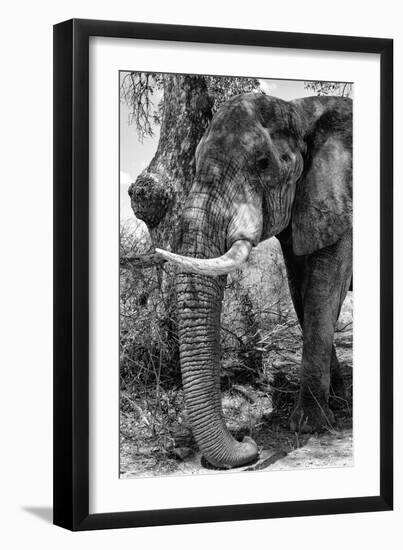 Awesome South Africa Collection B&W - Elephant Portrait I-Philippe Hugonnard-Framed Photographic Print
