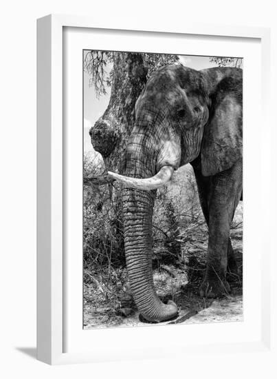 Awesome South Africa Collection B&W - Elephant Portrait I-Philippe Hugonnard-Framed Photographic Print