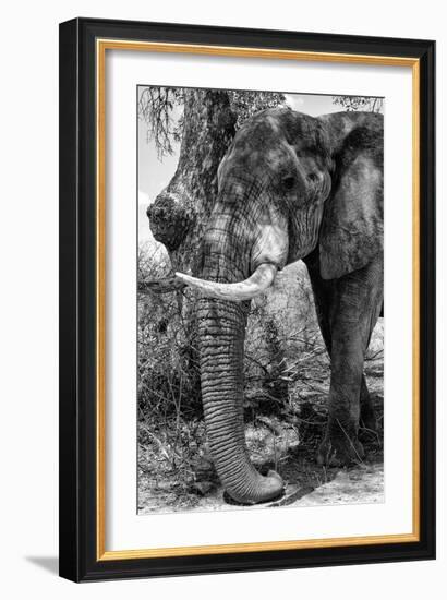 Awesome South Africa Collection B&W - Elephant Portrait I-Philippe Hugonnard-Framed Photographic Print