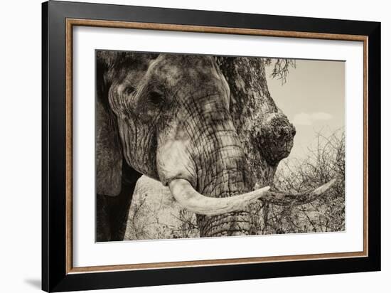 Awesome South Africa Collection B&W - Elephant Portrait II-Philippe Hugonnard-Framed Photographic Print