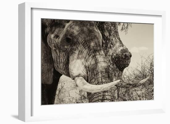 Awesome South Africa Collection B&W - Elephant Portrait II-Philippe Hugonnard-Framed Photographic Print