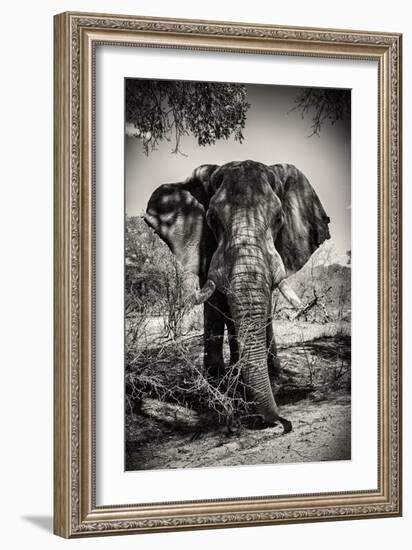 Awesome South Africa Collection B&W - Elephant Portrait IV-Philippe Hugonnard-Framed Photographic Print