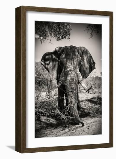 Awesome South Africa Collection B&W - Elephant Portrait IV-Philippe Hugonnard-Framed Photographic Print