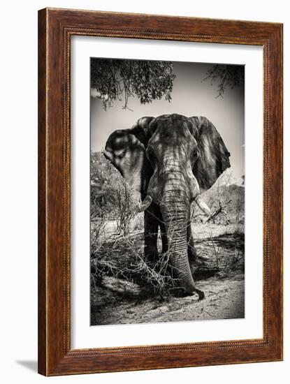 Awesome South Africa Collection B&W - Elephant Portrait IV-Philippe Hugonnard-Framed Photographic Print