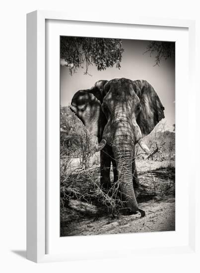 Awesome South Africa Collection B&W - Elephant Portrait IV-Philippe Hugonnard-Framed Photographic Print