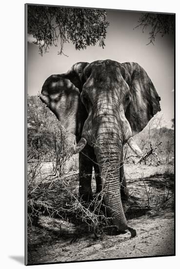 Awesome South Africa Collection B&W - Elephant Portrait IV-Philippe Hugonnard-Mounted Photographic Print