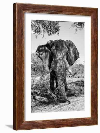 Awesome South Africa Collection B&W - Elephant Portrait V-Philippe Hugonnard-Framed Photographic Print