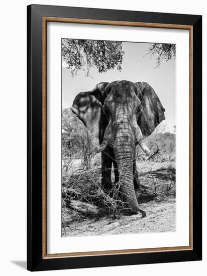 Awesome South Africa Collection B&W - Elephant Portrait V-Philippe Hugonnard-Framed Photographic Print