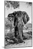 Awesome South Africa Collection B&W - Elephant Portrait V-Philippe Hugonnard-Mounted Photographic Print