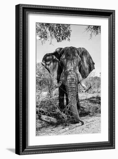 Awesome South Africa Collection B&W - Elephant Portrait V-Philippe Hugonnard-Framed Photographic Print