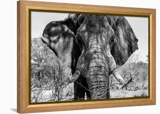 Awesome South Africa Collection B&W - Elephant Portrait VII-Philippe Hugonnard-Framed Premier Image Canvas