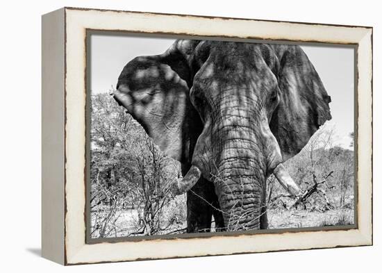 Awesome South Africa Collection B&W - Elephant Portrait VII-Philippe Hugonnard-Framed Premier Image Canvas