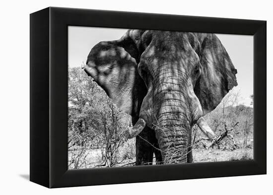 Awesome South Africa Collection B&W - Elephant Portrait VII-Philippe Hugonnard-Framed Premier Image Canvas