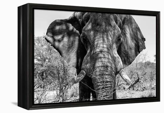 Awesome South Africa Collection B&W - Elephant Portrait VII-Philippe Hugonnard-Framed Premier Image Canvas