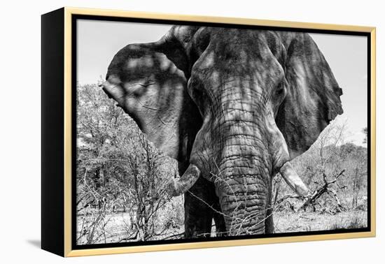 Awesome South Africa Collection B&W - Elephant Portrait VII-Philippe Hugonnard-Framed Premier Image Canvas