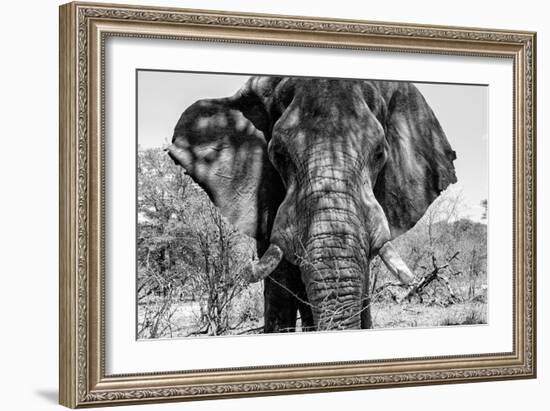 Awesome South Africa Collection B&W - Elephant Portrait VII-Philippe Hugonnard-Framed Photographic Print