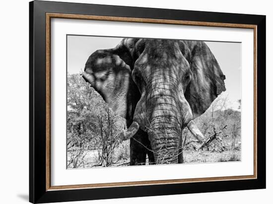 Awesome South Africa Collection B&W - Elephant Portrait VII-Philippe Hugonnard-Framed Photographic Print