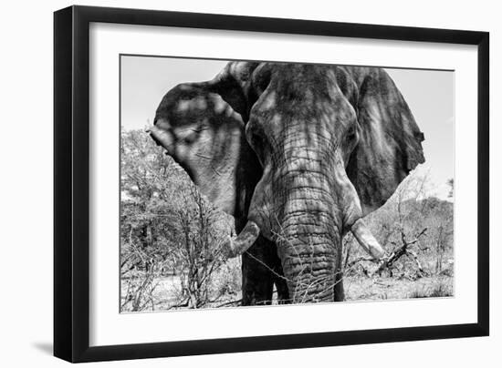 Awesome South Africa Collection B&W - Elephant Portrait VII-Philippe Hugonnard-Framed Photographic Print