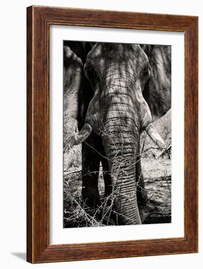 Awesome South Africa Collection B&W - Elephant Portrait VIII-Philippe Hugonnard-Framed Photographic Print