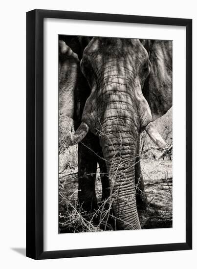 Awesome South Africa Collection B&W - Elephant Portrait VIII-Philippe Hugonnard-Framed Photographic Print