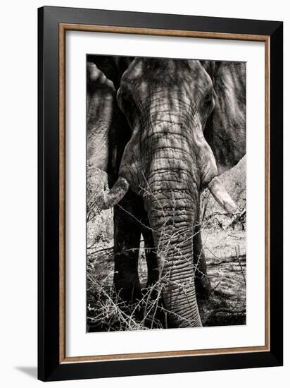 Awesome South Africa Collection B&W - Elephant Portrait VIII-Philippe Hugonnard-Framed Photographic Print