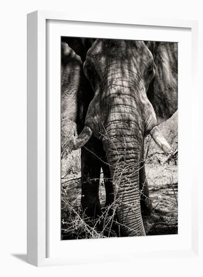 Awesome South Africa Collection B&W - Elephant Portrait VIII-Philippe Hugonnard-Framed Photographic Print