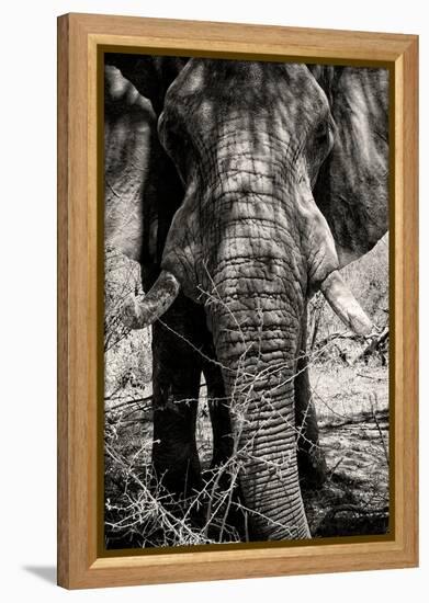 Awesome South Africa Collection B&W - Elephant Portrait VIII-Philippe Hugonnard-Framed Premier Image Canvas