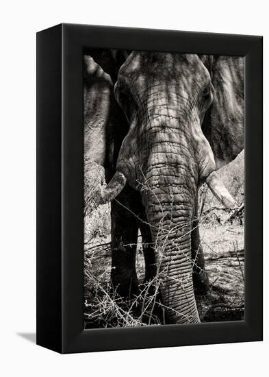 Awesome South Africa Collection B&W - Elephant Portrait VIII-Philippe Hugonnard-Framed Premier Image Canvas