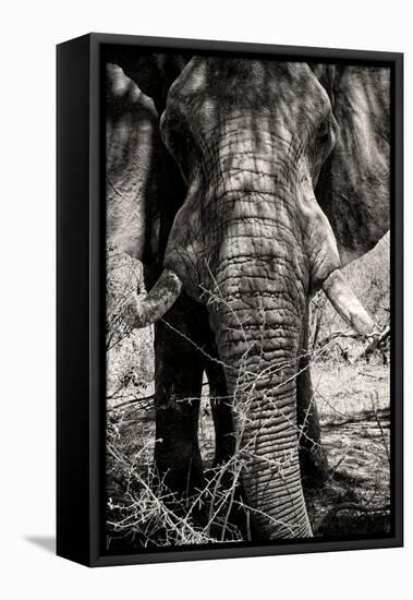 Awesome South Africa Collection B&W - Elephant Portrait VIII-Philippe Hugonnard-Framed Premier Image Canvas