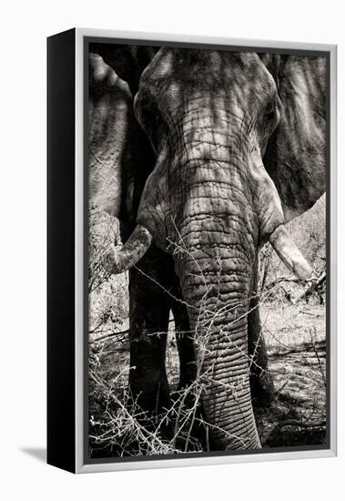 Awesome South Africa Collection B&W - Elephant Portrait VIII-Philippe Hugonnard-Framed Premier Image Canvas