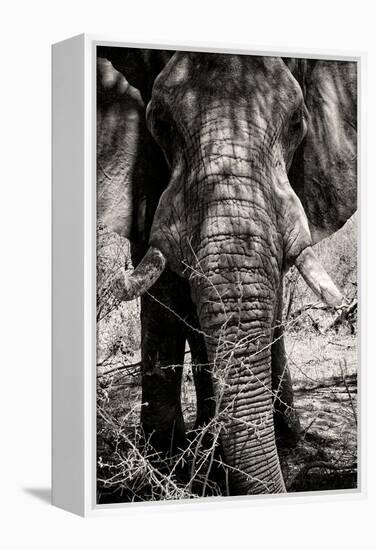Awesome South Africa Collection B&W - Elephant Portrait VIII-Philippe Hugonnard-Framed Premier Image Canvas