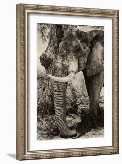 Awesome South Africa Collection B&W - Elephant Portrait-Philippe Hugonnard-Framed Photographic Print