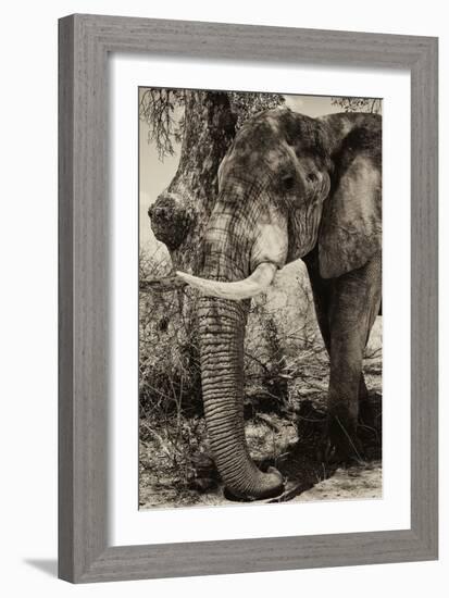 Awesome South Africa Collection B&W - Elephant Portrait-Philippe Hugonnard-Framed Photographic Print