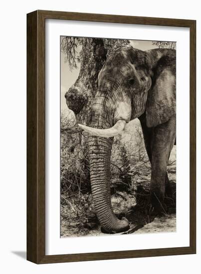 Awesome South Africa Collection B&W - Elephant Portrait-Philippe Hugonnard-Framed Photographic Print