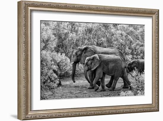 Awesome South Africa Collection B&W - Family of Elephants-Philippe Hugonnard-Framed Photographic Print