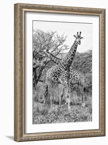 Awesome South Africa Collection B&W - Giraffe Mother and Young III-Philippe Hugonnard-Framed Photographic Print