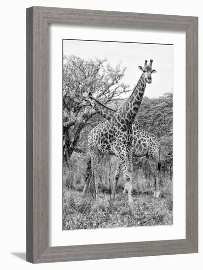 Awesome South Africa Collection B&W - Giraffe Mother and Young III-Philippe Hugonnard-Framed Photographic Print