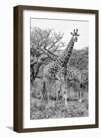 Awesome South Africa Collection B&W - Giraffe Mother and Young III-Philippe Hugonnard-Framed Photographic Print