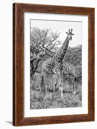 Awesome South Africa Collection B&W - Giraffe Mother and Young III-Philippe Hugonnard-Framed Photographic Print