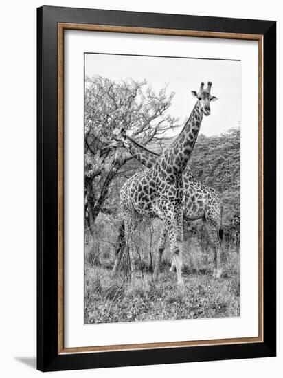 Awesome South Africa Collection B&W - Giraffe Mother and Young III-Philippe Hugonnard-Framed Photographic Print