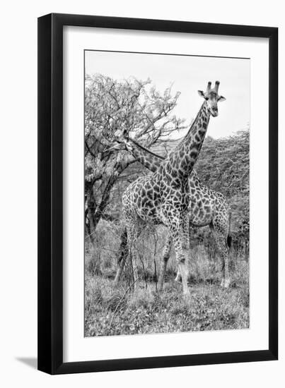 Awesome South Africa Collection B&W - Giraffe Mother and Young III-Philippe Hugonnard-Framed Photographic Print