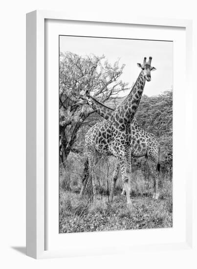 Awesome South Africa Collection B&W - Giraffe Mother and Young III-Philippe Hugonnard-Framed Photographic Print