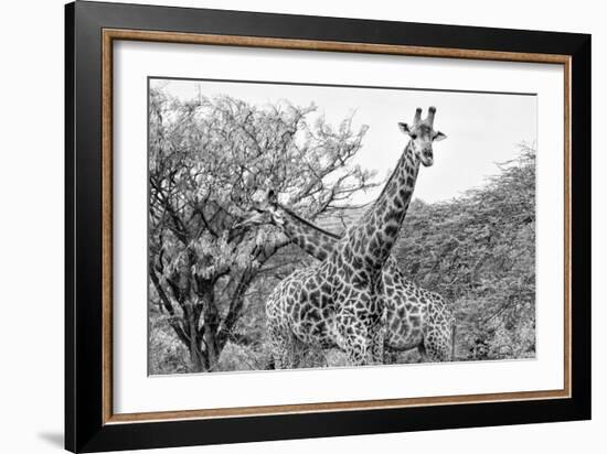 Awesome South Africa Collection B&W - Giraffe Mother and Young IV-Philippe Hugonnard-Framed Photographic Print